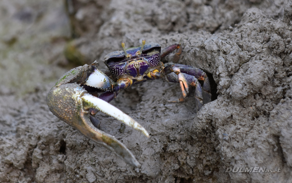 Fiddler crab (Uca tangeri)